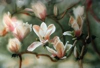 Magnolias in Bloo,